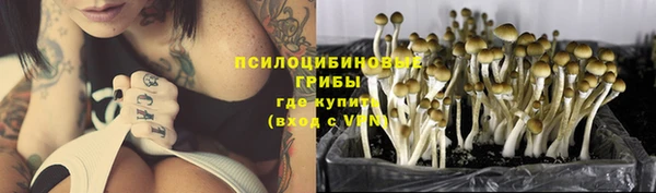 стаф Аркадак