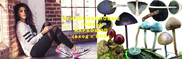 стаф Аркадак